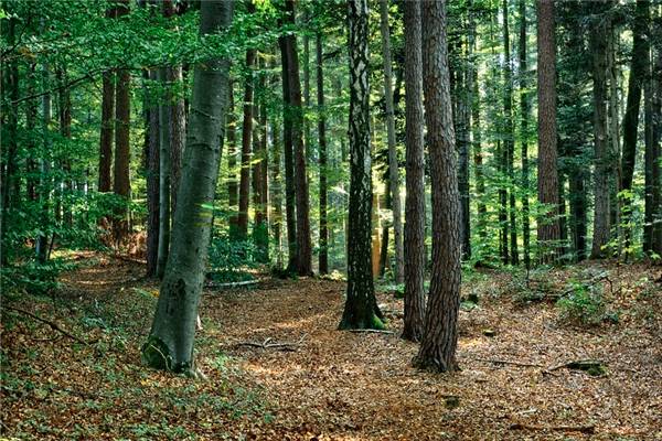 利用物联网改变树木监控、管理