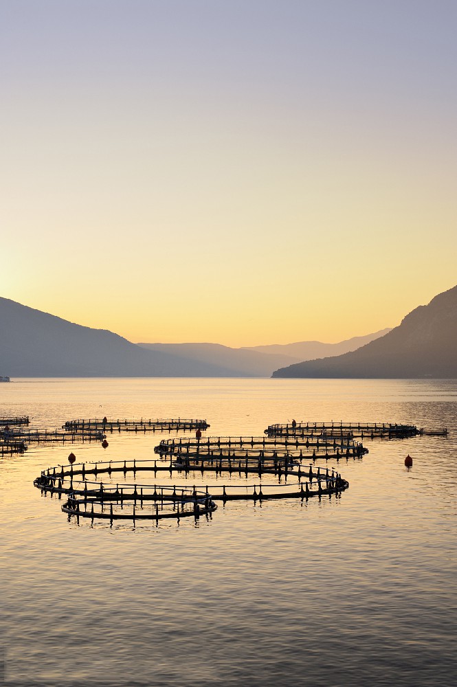 物联网技术在线水质监测