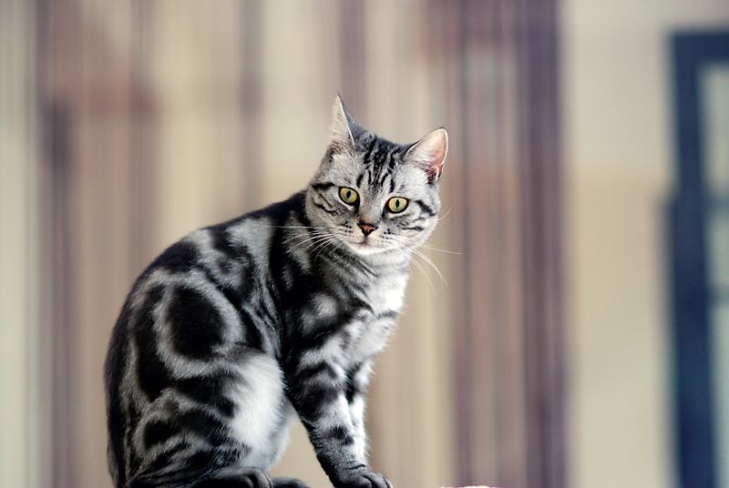 当“猫主子”们也用上智能家居